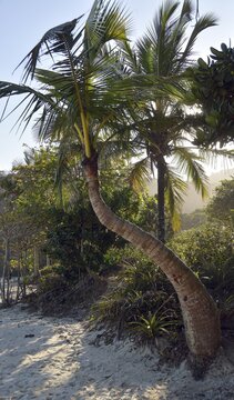 Coconut Palm (Cocos nucifera), Lopes Mendes beach, Ilha Grande, State of Rio de Janeiro, Brazil