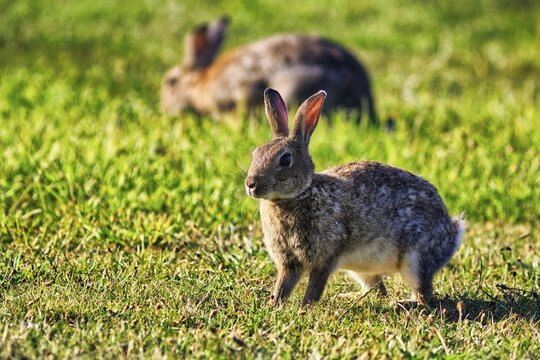 European rabbit (Oryctolagus cuniculus) in a meadow, St Mary's, Isles of Scilly, Cornwall, England, Great Britain