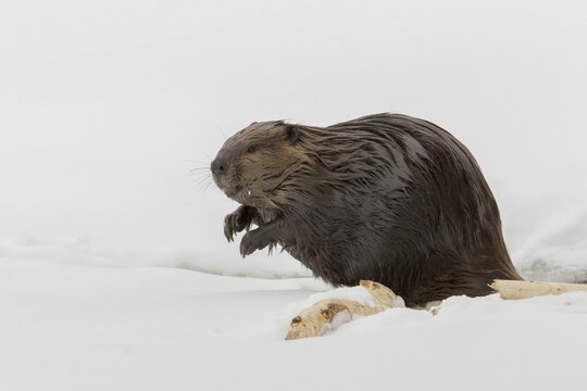 North American beaver (Castor canadensis) standing on a frozen lake and watching.