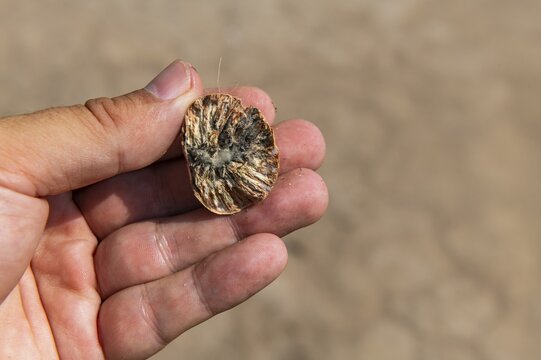 Hand holding a betle nut, Myeik or Mergui, Myanmar