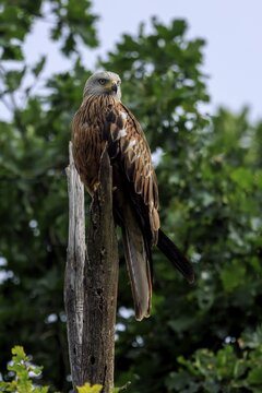 A majestic bird of prey on a tree stump with a background of foliage, Red Kite, (Milvus milvus) wildlife, Germany