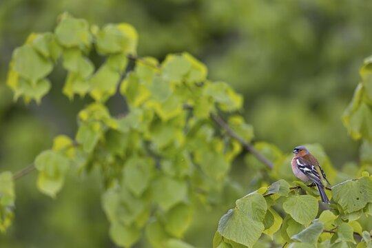 The fresh, bright green of the lime tree leaves forms a beautiful contrast to the plumage of the male chaffinch (Fringilla coelebs), breeding plumage, lime tree, Germany