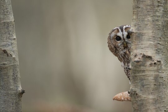 Tawny owl (Strix aluco) adult bird resting on a Bracket fungi on a Silver birch tree in a woodland in autumn, England, United Kingdom