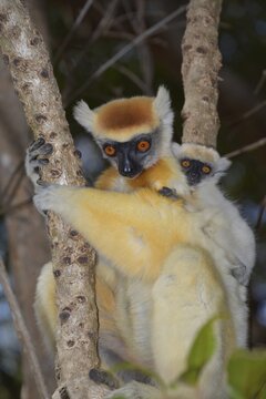 Golden-crowned Sifaka (Propithecus tatersalli) with young, Madagascar