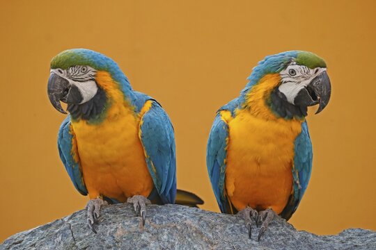 Two Blue and yellow macaws (Ara ararauna) sit next to each other, captive, Germany