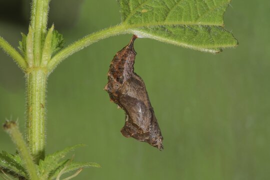 A pupa of the C-moth (Polygonium C-album) hanging on a stinging nettle leaf, Baden-W&uuml;rttemberg, Germany