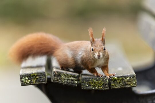 Eurasian red squirrel (Sciurus vulgaris) on a park bench, wildlife, Germany