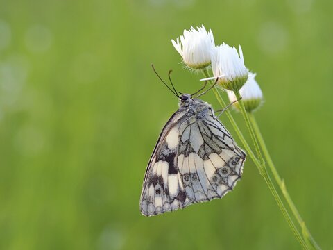 Marbled white (Melanargia galathea), Solms, Hesse