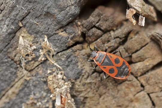 Firebug (Pyrrhocoris apterus), North Rhine-Westphalia, Germany