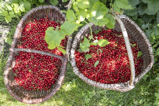 Two baskets of redcurrants or currants, Ribes Rubum, Upper Bavaria, Bavaria, Germany