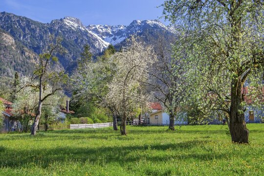 Spring meadow with blossoming trees in the village in front of Hohe Kisten 1922m in the Estergebirge, Eschenlohe, Loisachtal, Das Blaue Land, Upper Bavaria, Bavaria, Germany