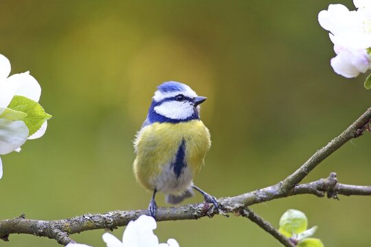 Blue tit (Parus caeruelus) sitting on a flowering apple branch, Germany