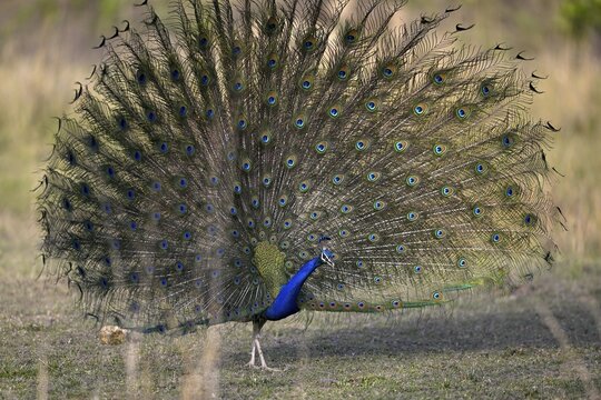 Indian peacock (Pavo scalloped ribbonfish), Corbett National Park, near Ramnagar, Uttarakhand State, India