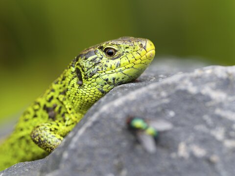 Sand lizard (Lacerta agilis), male on a stone, fly in the foreground, Wetzlar, Hesse, Germany