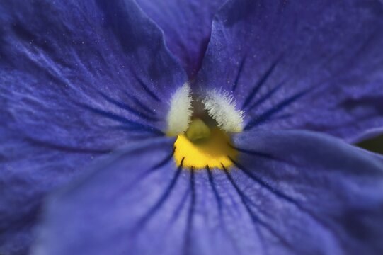Viola Wittrockiana Pansy