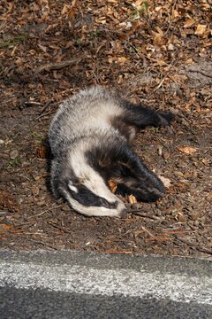 Dead European badger (Meles meles) run over by a car after a wildlife accident lies on the side of the country road, Werbellinsee, Barnim, Brandenburg, Germany