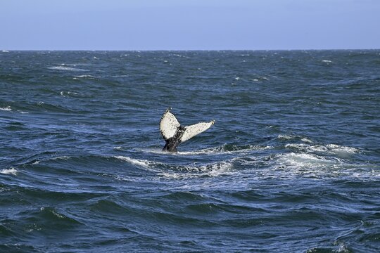 Humpback whale (Megaptera novaeangliae) near Gaansbai, Western Cape Province, South Africa