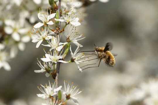 Bee fly (Bombylius major) adult insect feeding on Blackthorn tree blossom in spring, England, United Kingdom