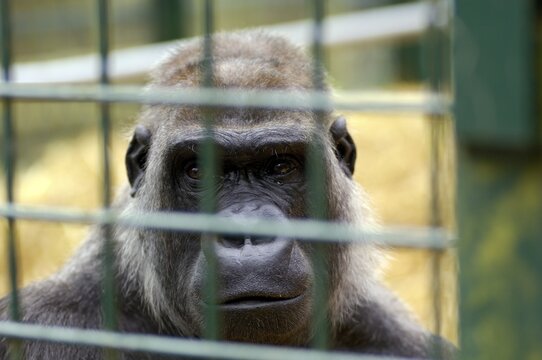Western Lowland Gorilla Gorilla gorilla gorilla in captivity