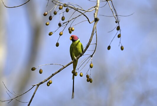 Plum-headed Parakeet (Psittacula cyanocephala), Corbett National Park, near Ramnagar, Uttarakhand State, India