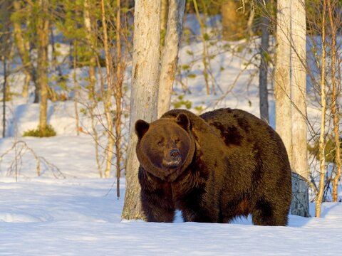 European brown bear (Ursus arctos) adult, in snow, forest edge, Northeast Finland, Kuhmo region, Finland