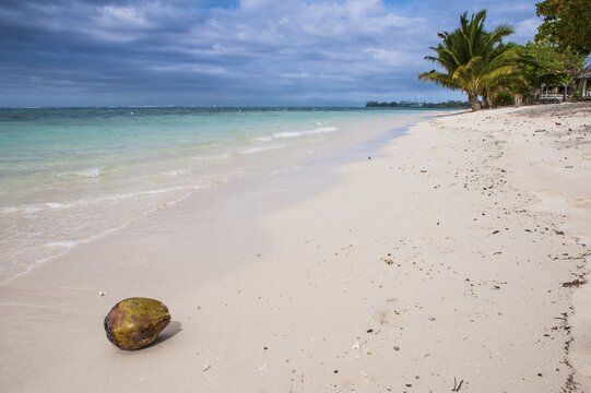 Coconut on Lano beach in Savai&acute;i, Samoa, South Pacific