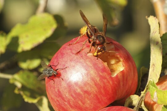 European hornet (Vespa crabro) licks juice from the wound of a ripe apple, size comparison with grey Sarcophaga carnaria Lower Austria, Austria, Europe, Lower Austria, Austria