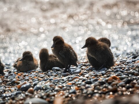 Several common eiders (Somateria mollissima), chicks on a gravel beach, backlight, Insel D&uuml;ne, Helgoland, Schleswig-Holstein, Germany