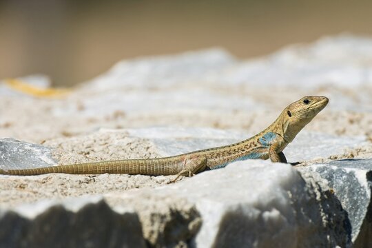 Peloponnesian Wall Lizard (Podarcis peloponnesiaca), male, Peloponnese, Greece, Europe
