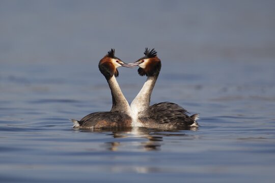 Great crested grebe (Podiceps cristatus) two adult birds performing their courtship display, Norfolk, England, UK