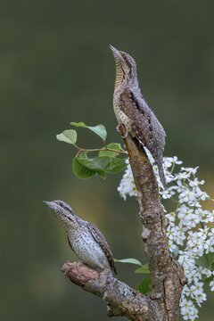 Eurasian wryneck (Jynx torquilia), Limbach, Burgenland, Austria
