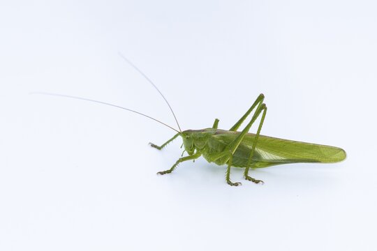 Great green bush cricket (Tettigonia viridissima), grasshopper, exempted. Goldenstedt, Lower Saxony, Germany