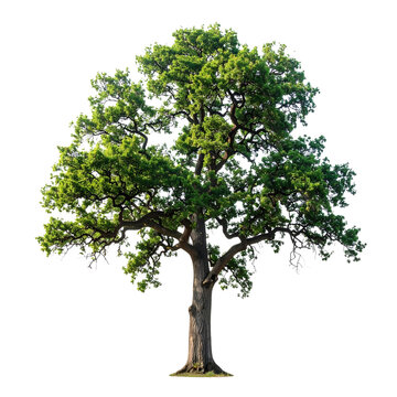 Majestic Single Oak Tree with Full Green Canopy, isolated on transparent background