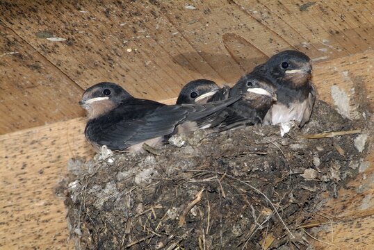 Barn Swallows (Hirundo rustica), young in their nest, Schwaz, Tyrol, Austria, Europe