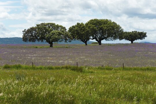 Olive trees in a large green meadow, with purple flowers and a cloudy sky in the background, landscape near Aldea del Cano, C&aacute;ceres province, Caceres, Extremadura, Spain