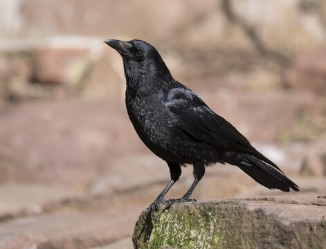 Carrion crow (Corvus corone) standing on a rock, Germany