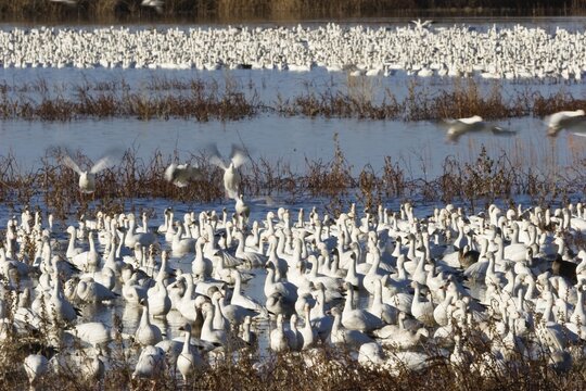 Snow Geese (Anser caerulescens atlanticus, Chen caerulescens) wintering in the Bosque del Apache Wildlife Refuge, New Mexico, USA, North America