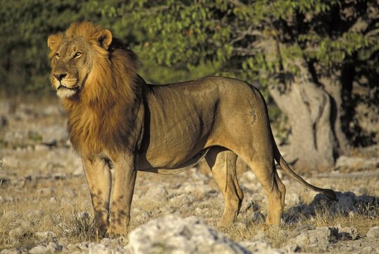 Standing Lion ( Panthera leo) - Etosha National Park Namibia