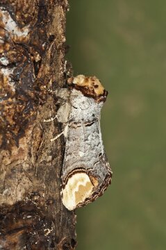 Moon Bird (Phalera bucephala) on tree bark, Baden-W&uuml;rttemberg, Germany