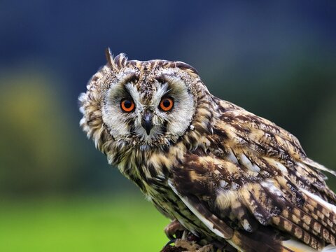 Long-eared owl (Asio otus), portrait, Neuhaus Wildlife Park, Neuhaus im Solling, Solling-Vogler nature park Park, Lower Saxony, Germany
