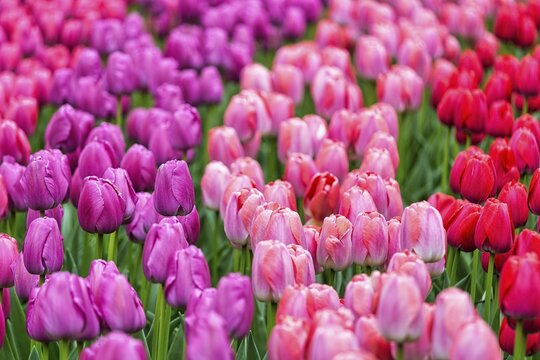 Tulips (Tulipa) in a bed, pink, rose, red, Keukenhof garden, Lisse, Bollenstreek, South Holland, Netherlands
