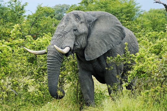 African Bush Elephant (Loxodonta africana) during feeding, near the Khwai River, Okavango Delta, Botswana, Africa