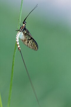 Green Drake Mayfly, Dayfly (Ephemera danica), Tauber Giessen, Germany, Europe