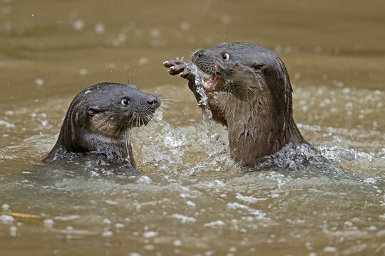 Two young european otter (Lutra lutra), playing in a pond, captive