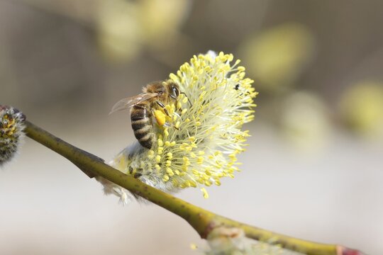 Honey bee (Apis mellifica) feeding on Goat Willow, Pussy Willow or Great Sallow (Salix caprea), Allgaeu, Bavaria, Germany, Europe