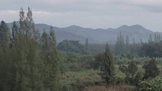Pine trees standing in a lush tropical valley with a beautiful mountain range under an overcast sky. Serene and moody nature landscape.