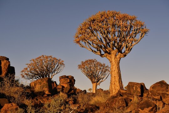 Quiver treeforest (Aloe dichotoma), evening light, Keetmanshoop, Namibia