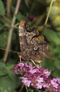 Comma butterfly (Polygonia c-album), wing underside