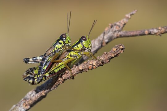 Green Mountain Grasshopper (Miramella alpina), mating on one branch, Schwaz, Tyrol, Austria