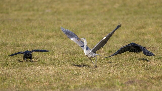 Grey heron (Ardea cinerea) and common raven (Corvus corax), the two ravens try to chase away the grey heron's prey, but instead of a mouse, the latter has only caught a tuft of grass, M&uuml;nster, Tyrol, Austria